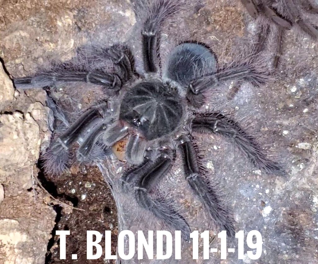 T. Blondi