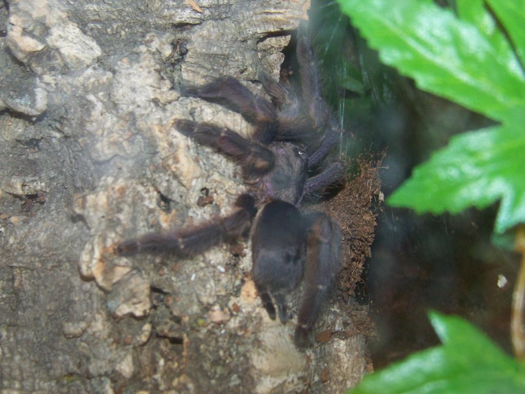 T. cupreus Female