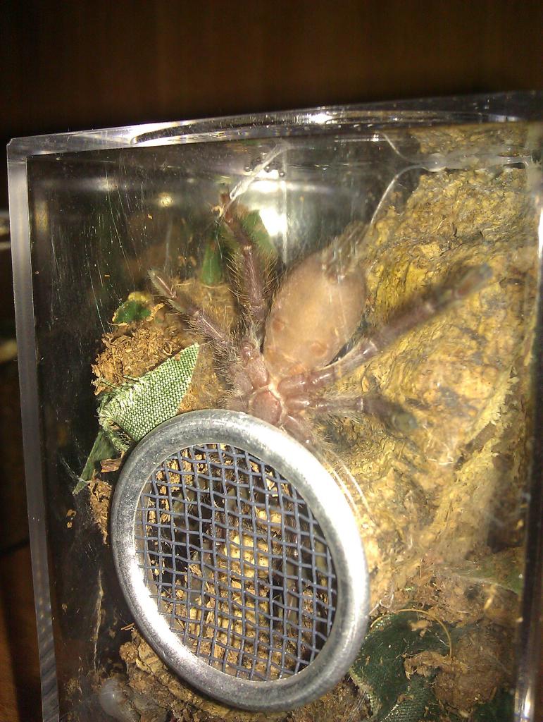 T. cupreus