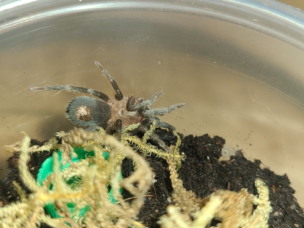 T. Cyaneolum 1" sling