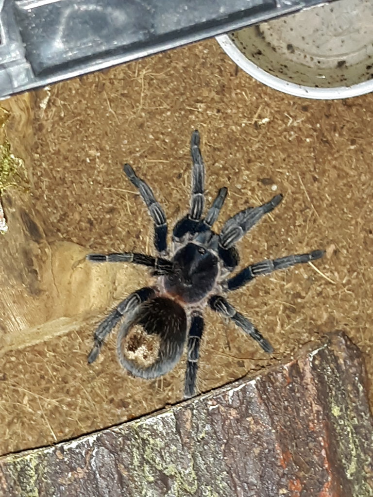 T.Cyaneolum female