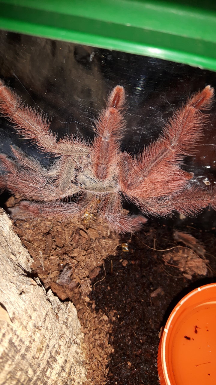 T.gigas