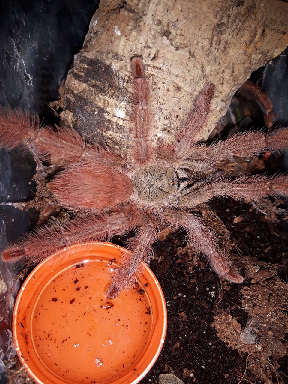 T.gigas