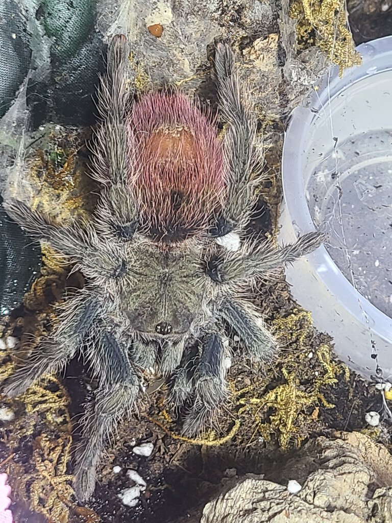 T. Ockerti 3" female