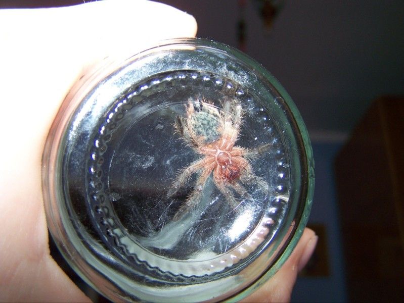 T. ockerti