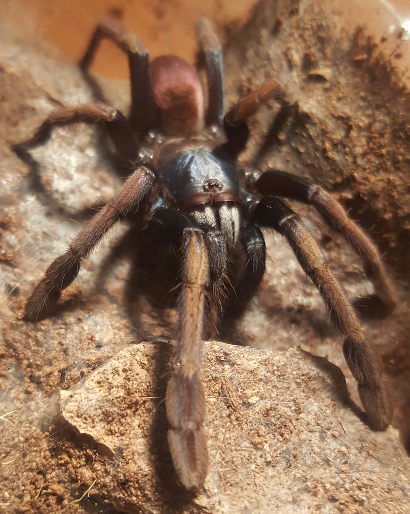 T. pscydelicus