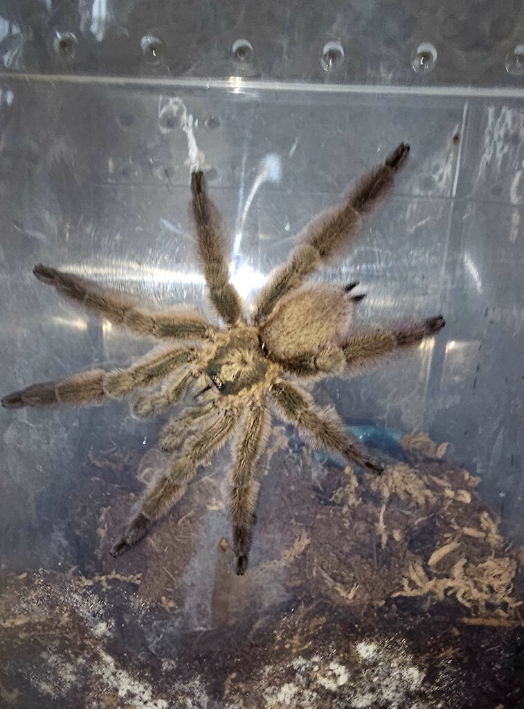 T. Rasti rehouse