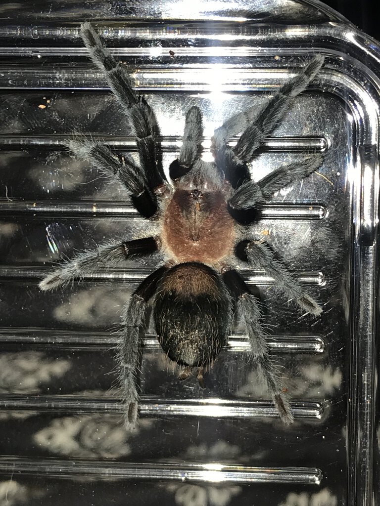 T schroederi spiderling