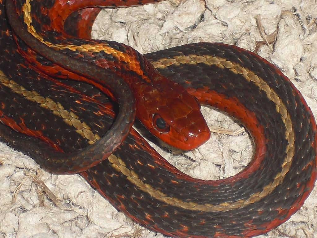 T. Sirtalis-flame 66ph Leucisticmale