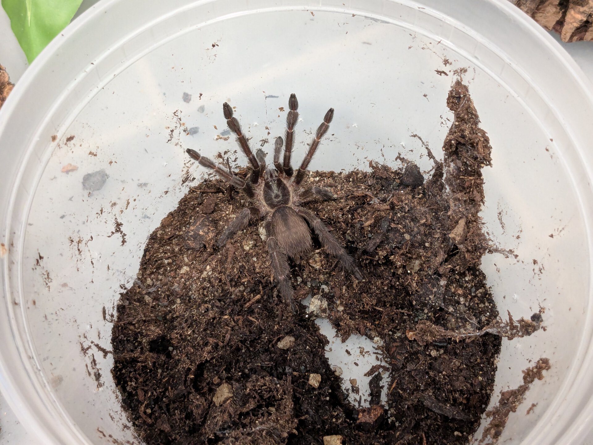 T. sp violaceus does not want to leave the old bin...