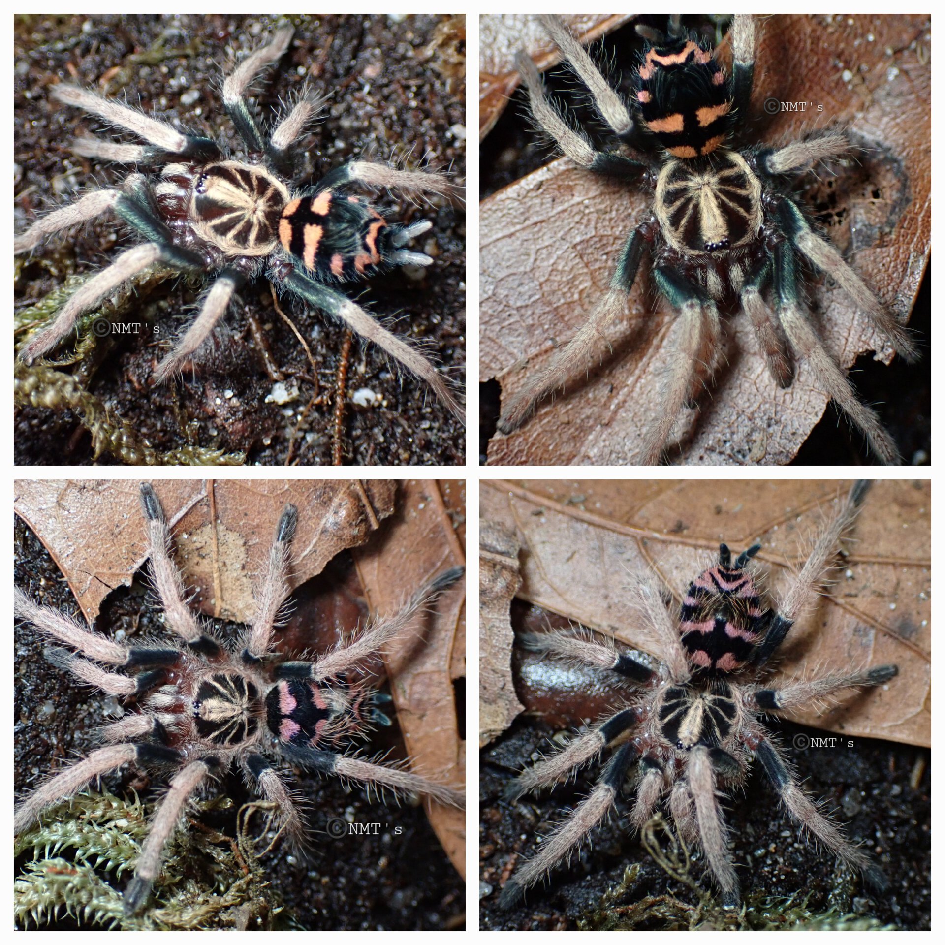 T. sp. yasumi vs. T. sp. Colombia