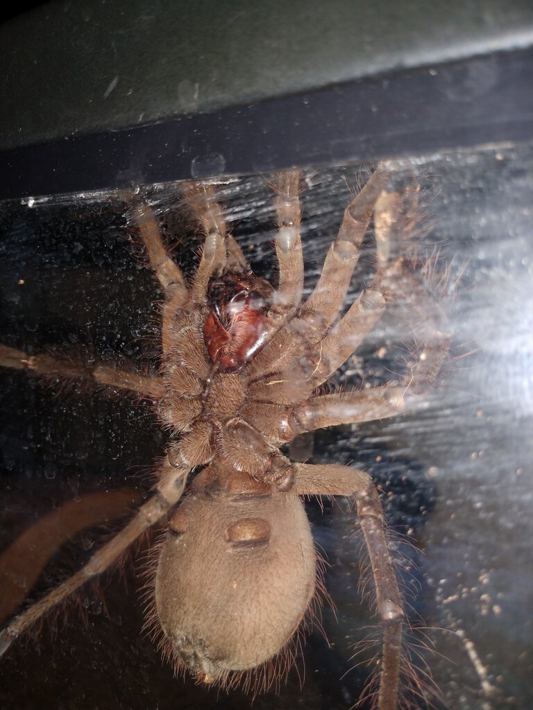 T. Stirmi 5" repost