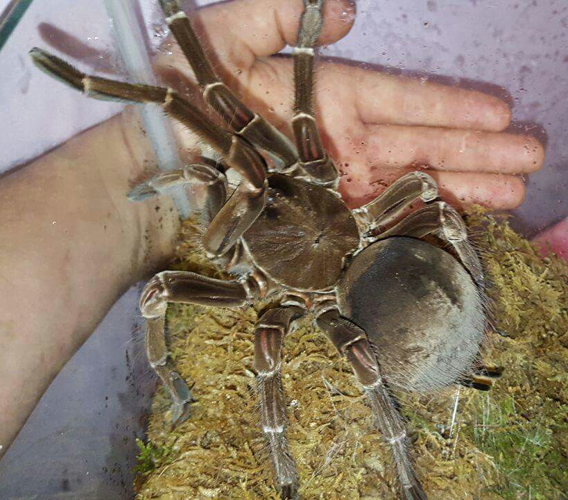 T.stirmi AF