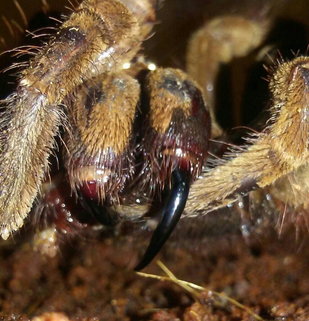 T. stirmi after a hornworm