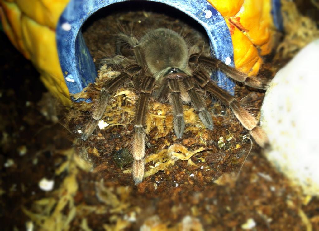 T. Stirmi - Aphrodite