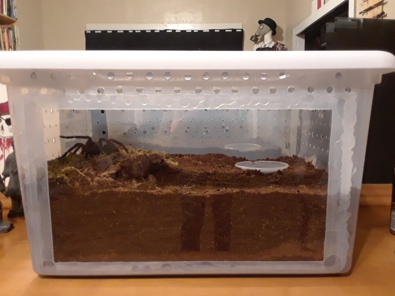 T. stirmi enclosure