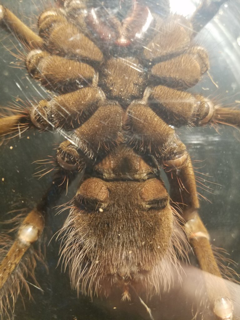 T. stirmi gender pic #1?