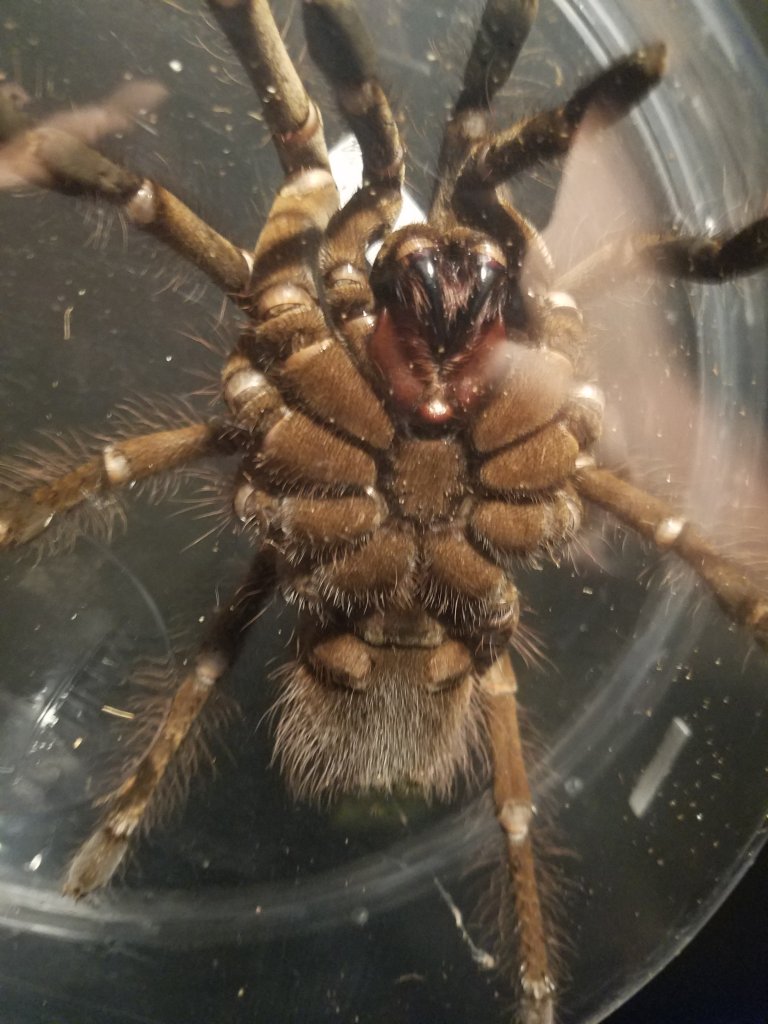 T. stirmi gender pic#2?