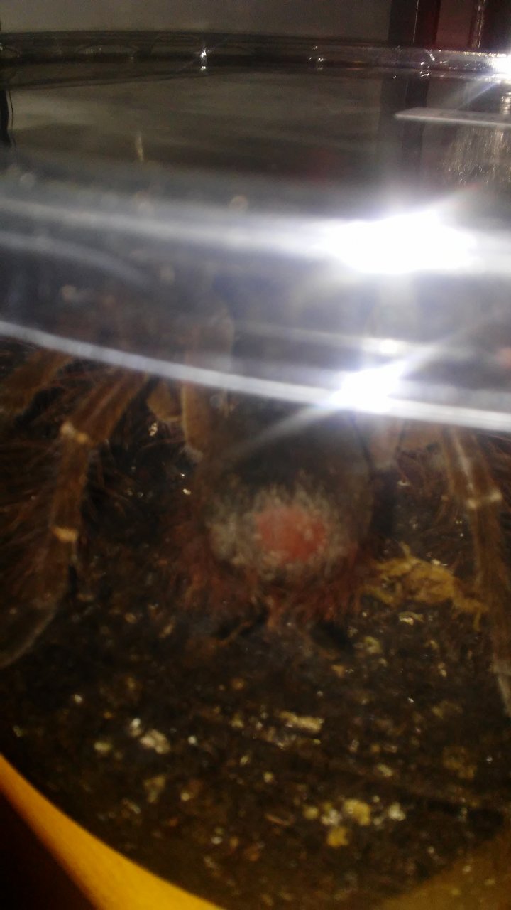 T Stirmi injury?