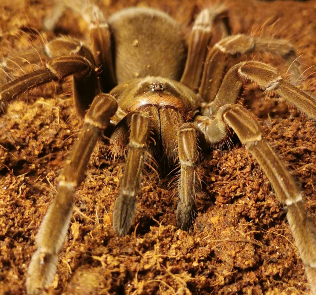 T Stirmi Juvenile Female around 5 inch dls