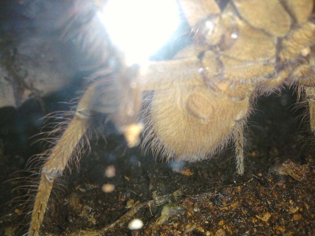 T. Stirmi M Or F?