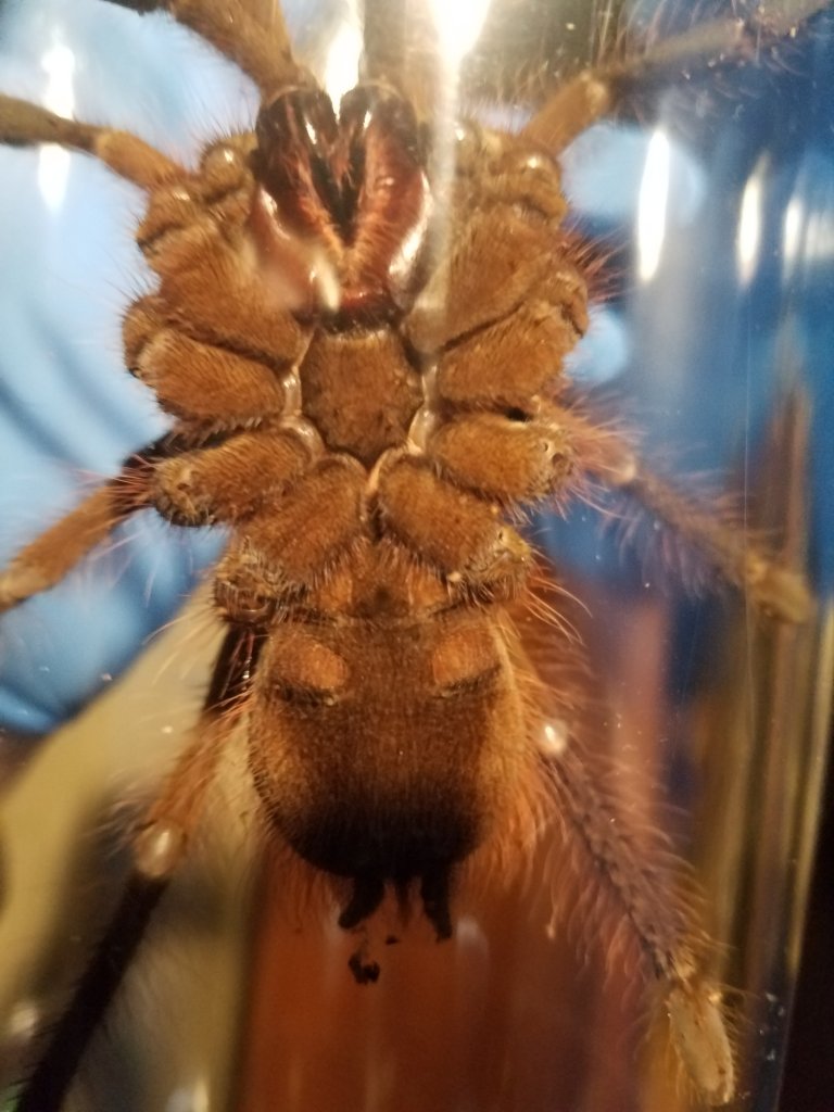 T. stirmi... male?