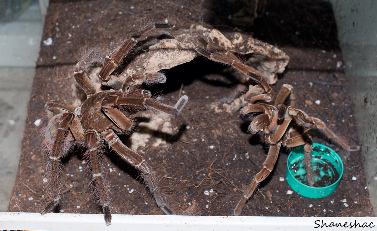 T stirmi mating