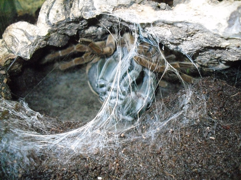 T. Stirmi molting