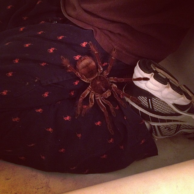 T.stirmi on my leg!