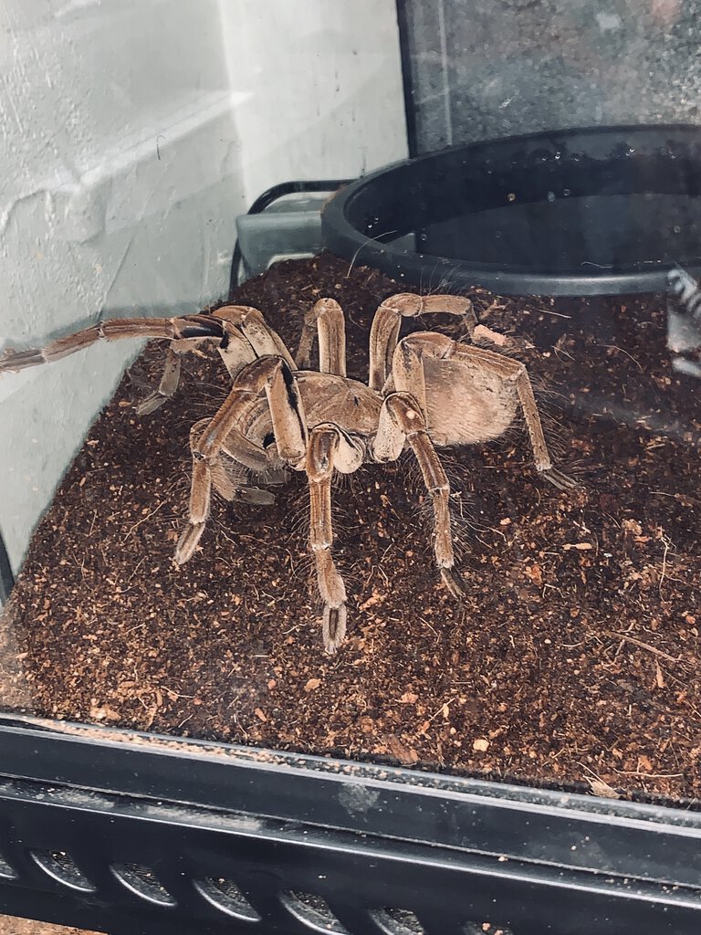 T stirmi or Theraphosa sp