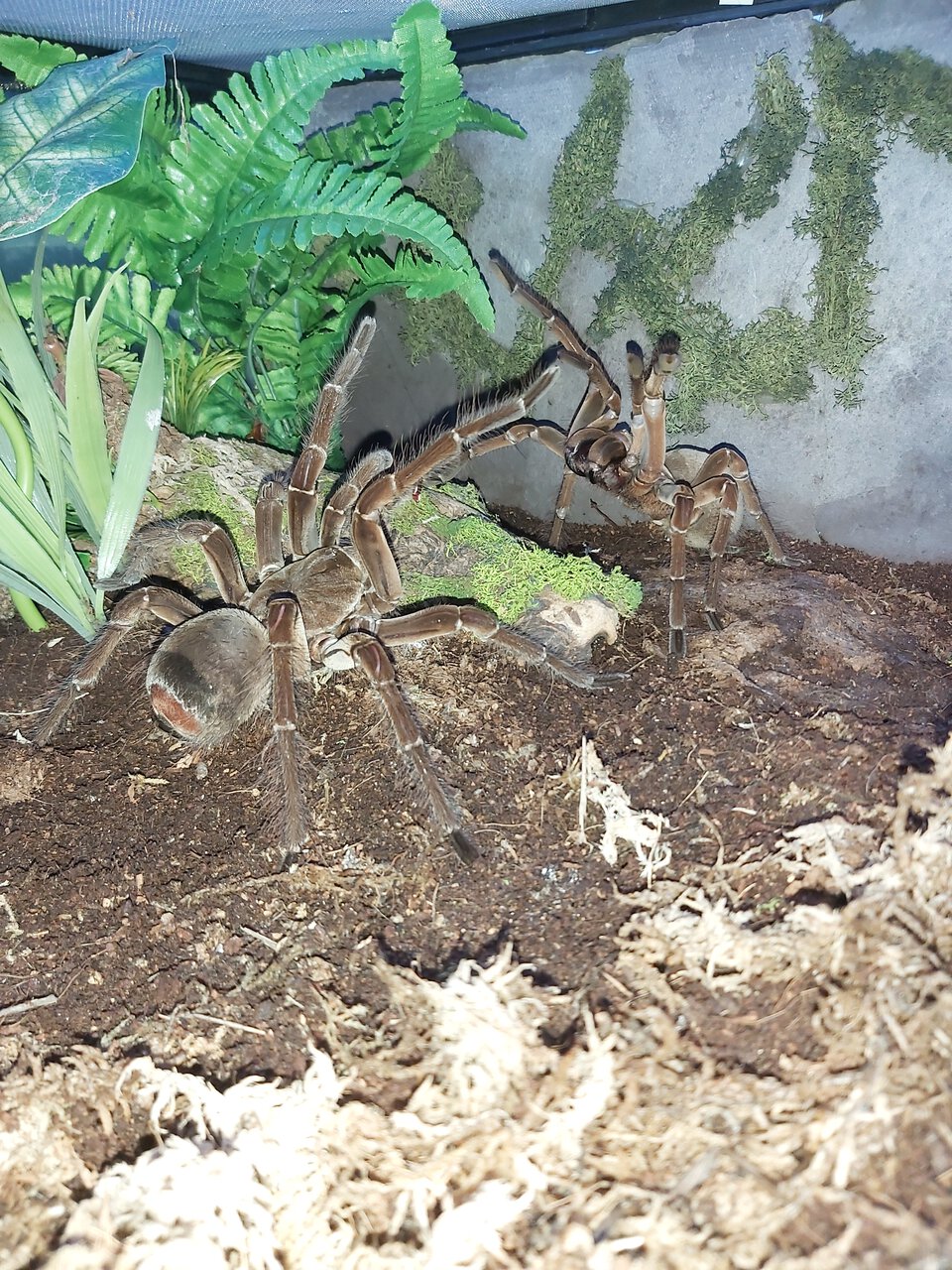 T stirmi pairing