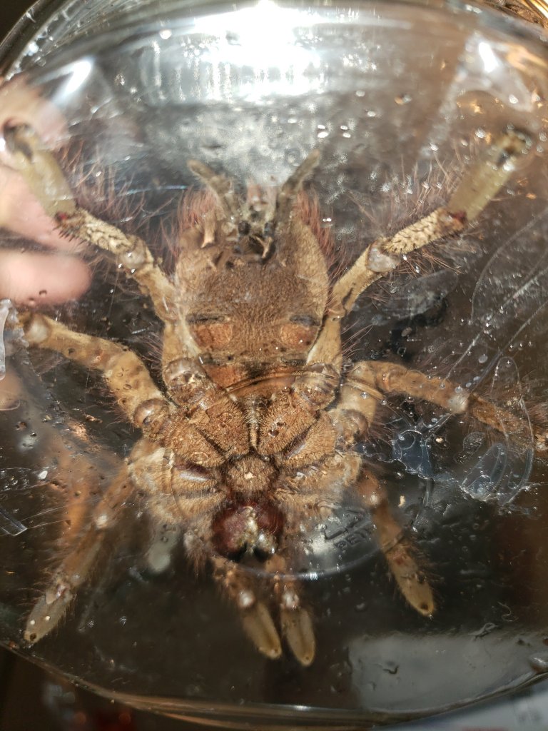 T. Stirmi- Pretty sure it's a dude.