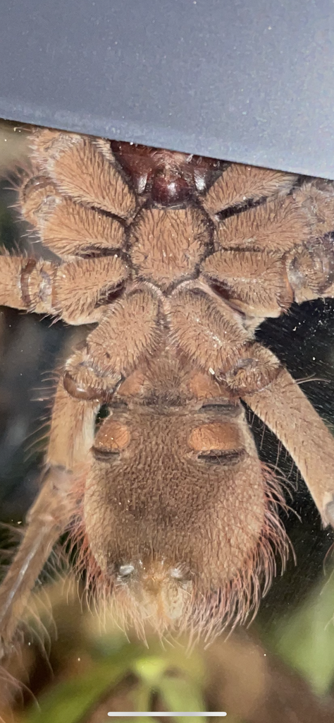 T. stirmi sex ID