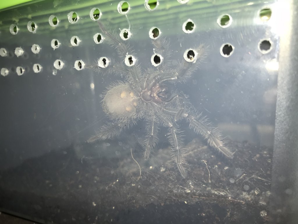 T. Stirmi sexing help