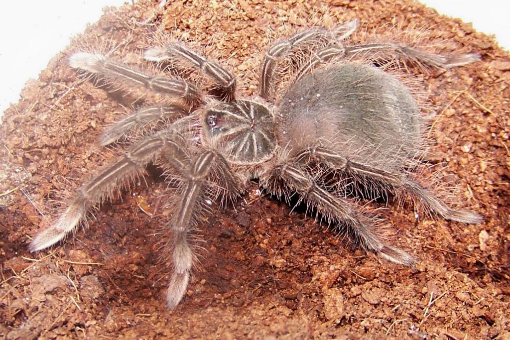 T. stirmi