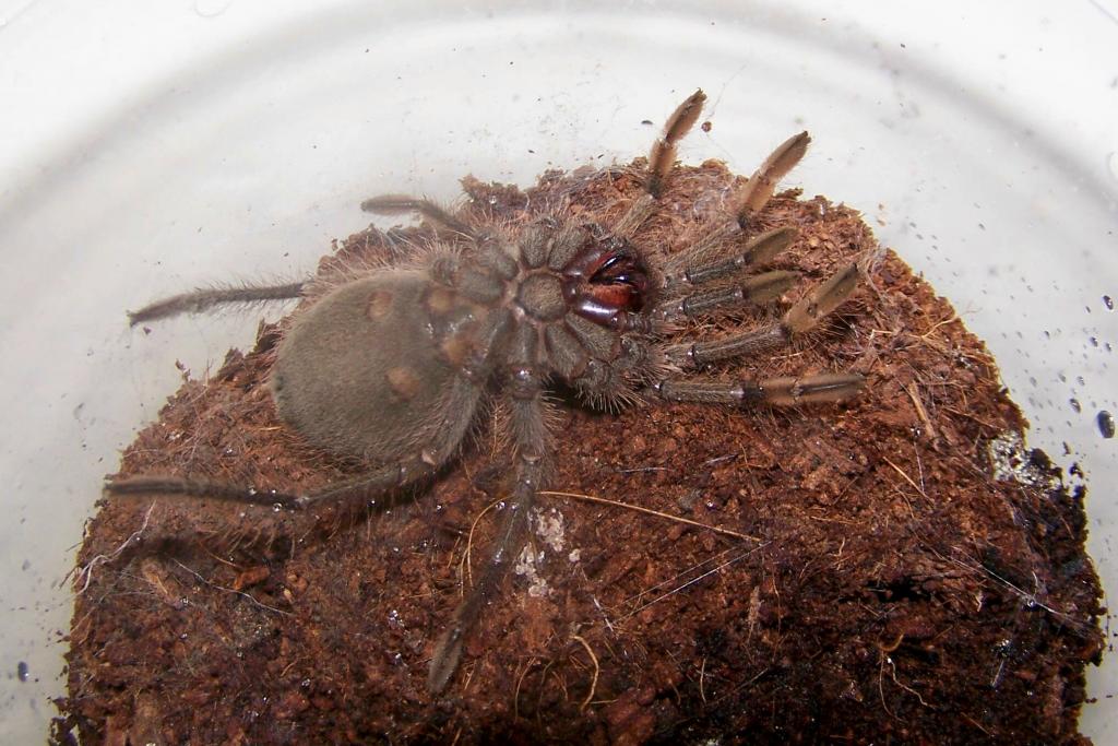 T. stirmi