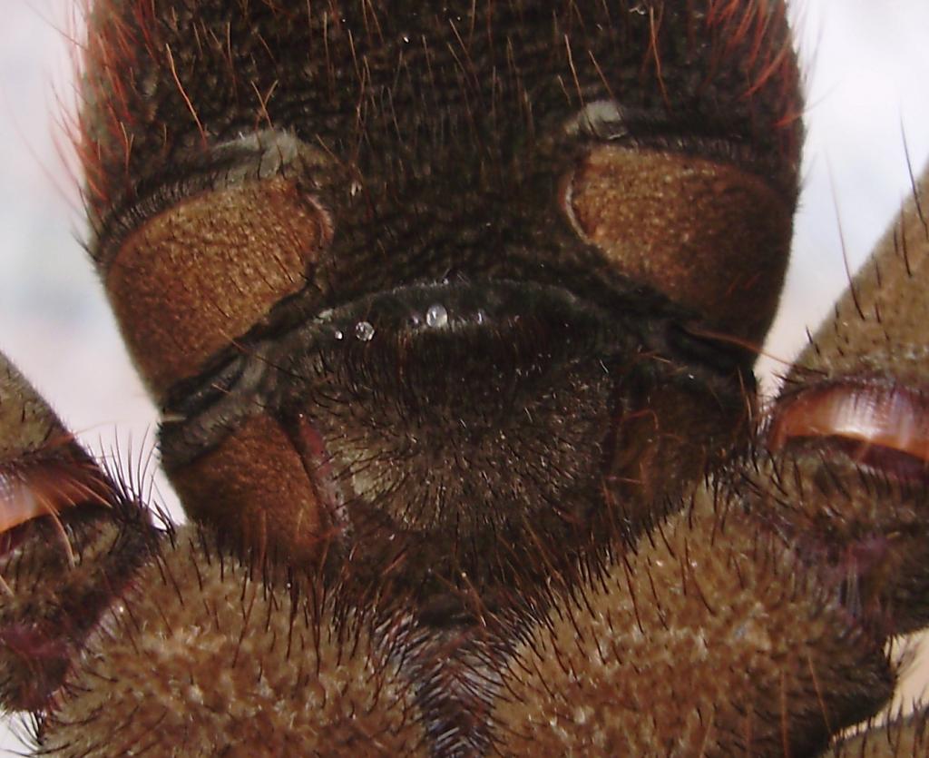 T.stirmi