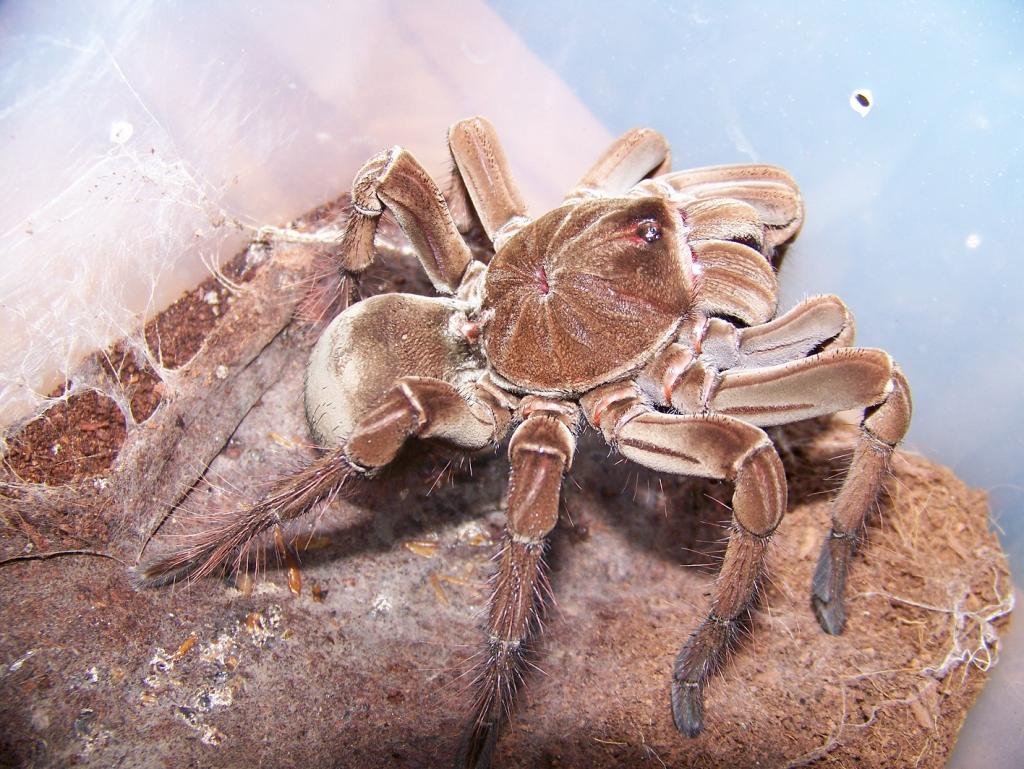 T. stirmi