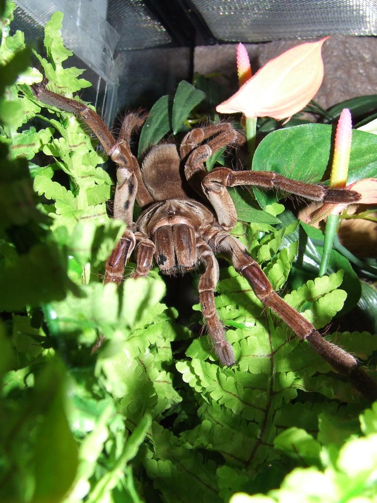 T. Stirmi