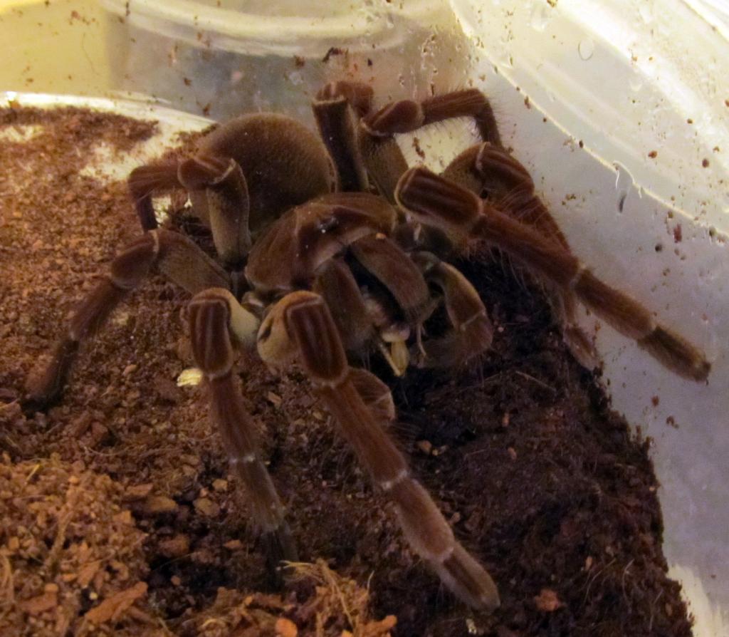 T. stirmi