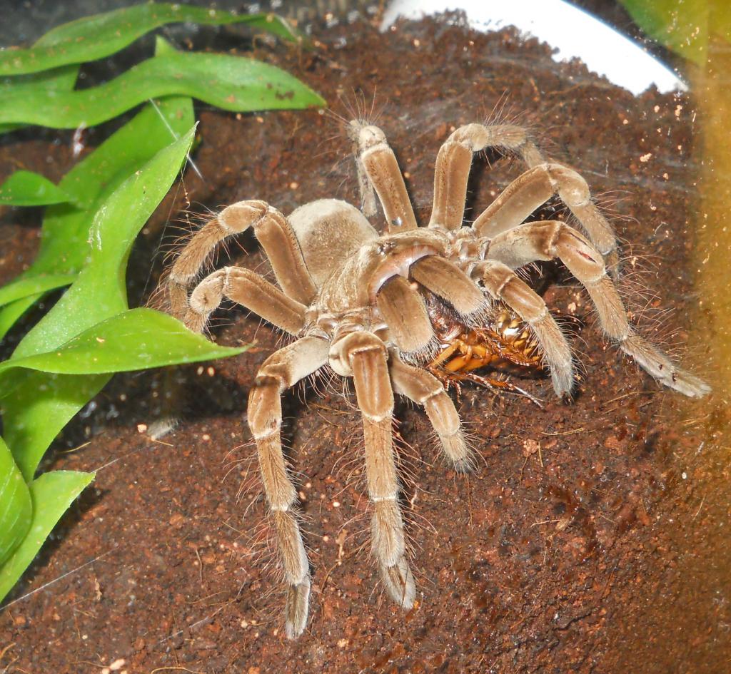 T. Stirmi