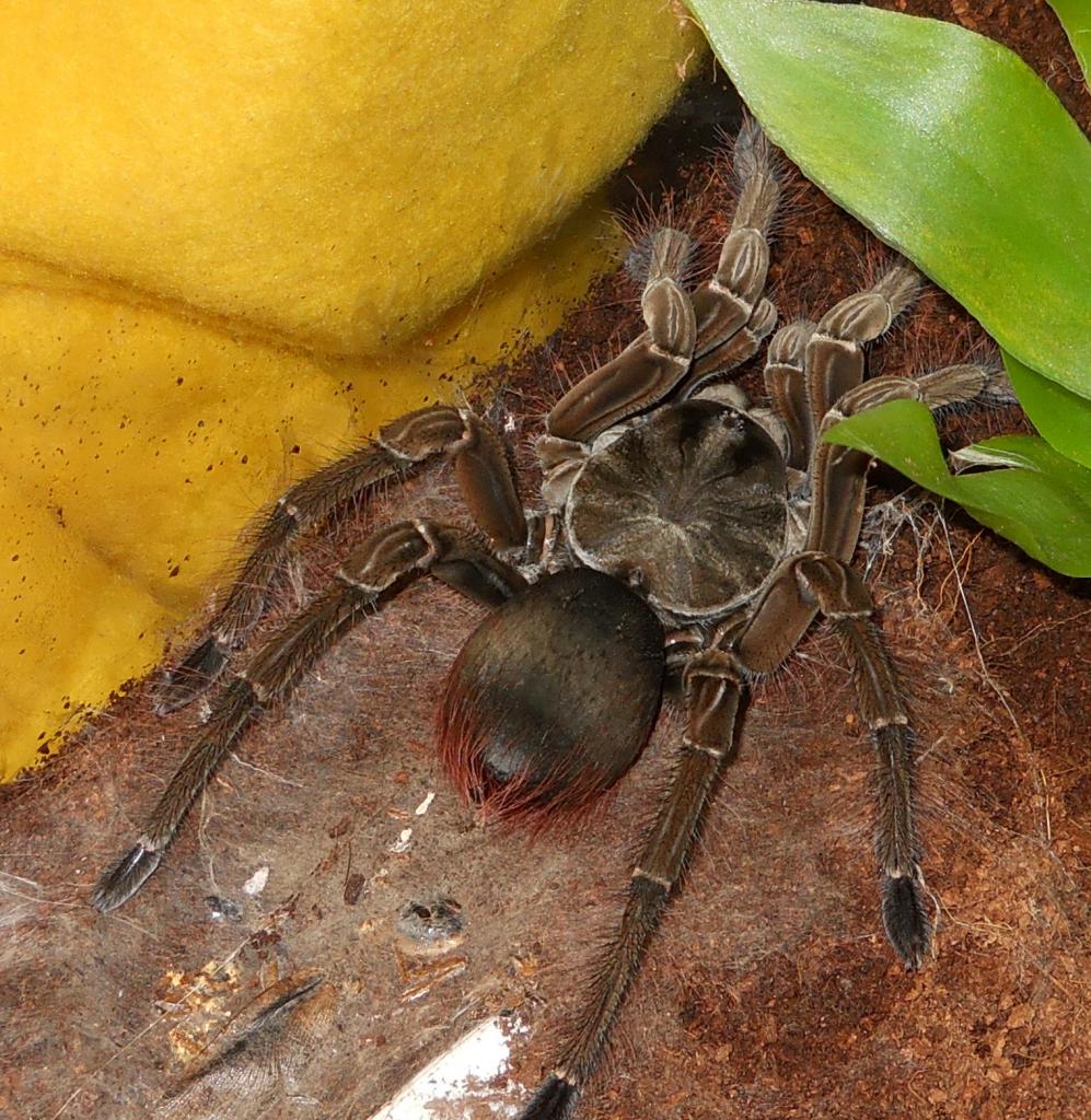 T. Stirmi