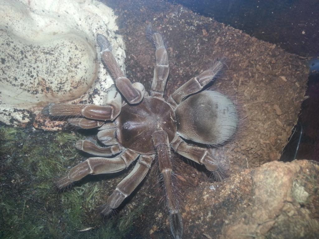 t stirmi