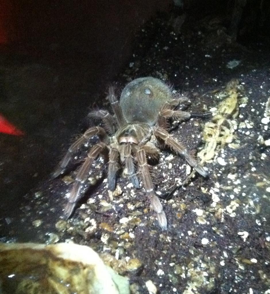 T. Stirmi