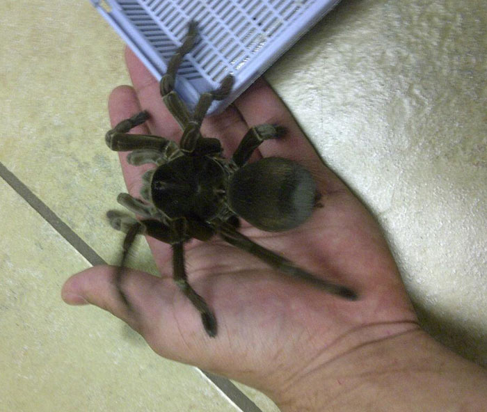 T. Stirmi