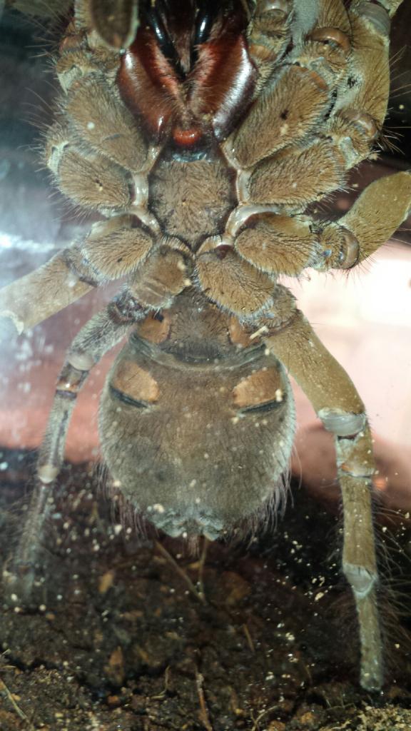 T. Stirmi