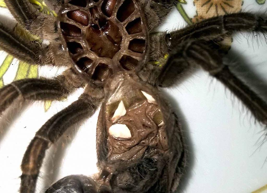 T. stirmi