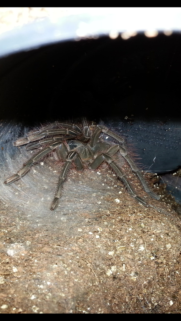 T.Stirmi