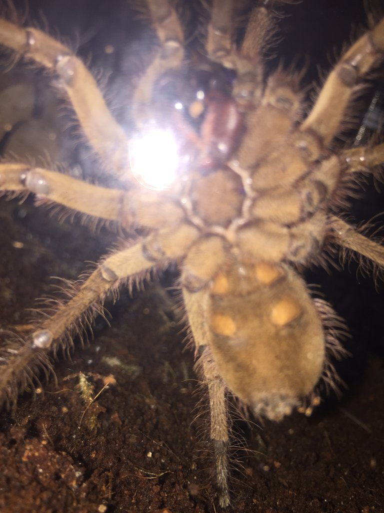 T Stirmi