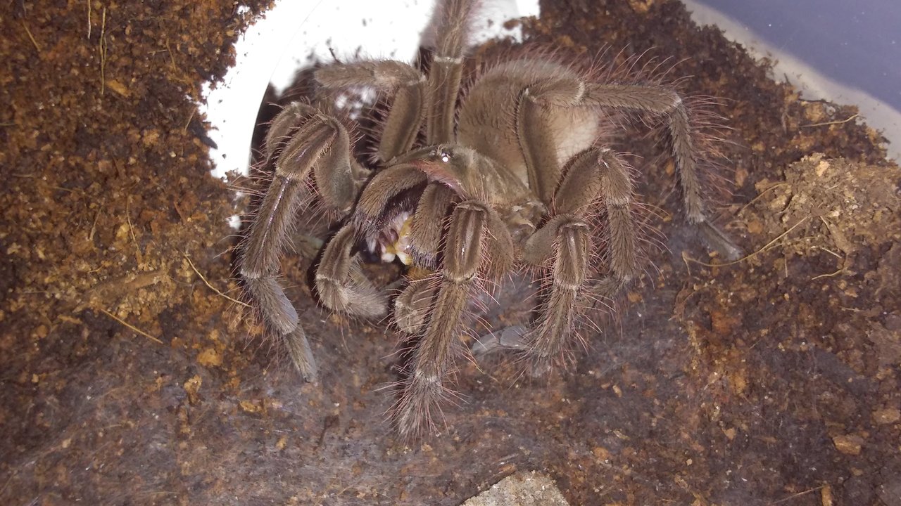 T stirmi